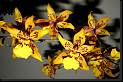 Odontocidium amarillo * Rodrigo Remolina 
 * Rodrigo Remolina 
